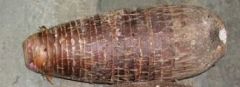 Malanga Coco - 38 Lbs (Taro)