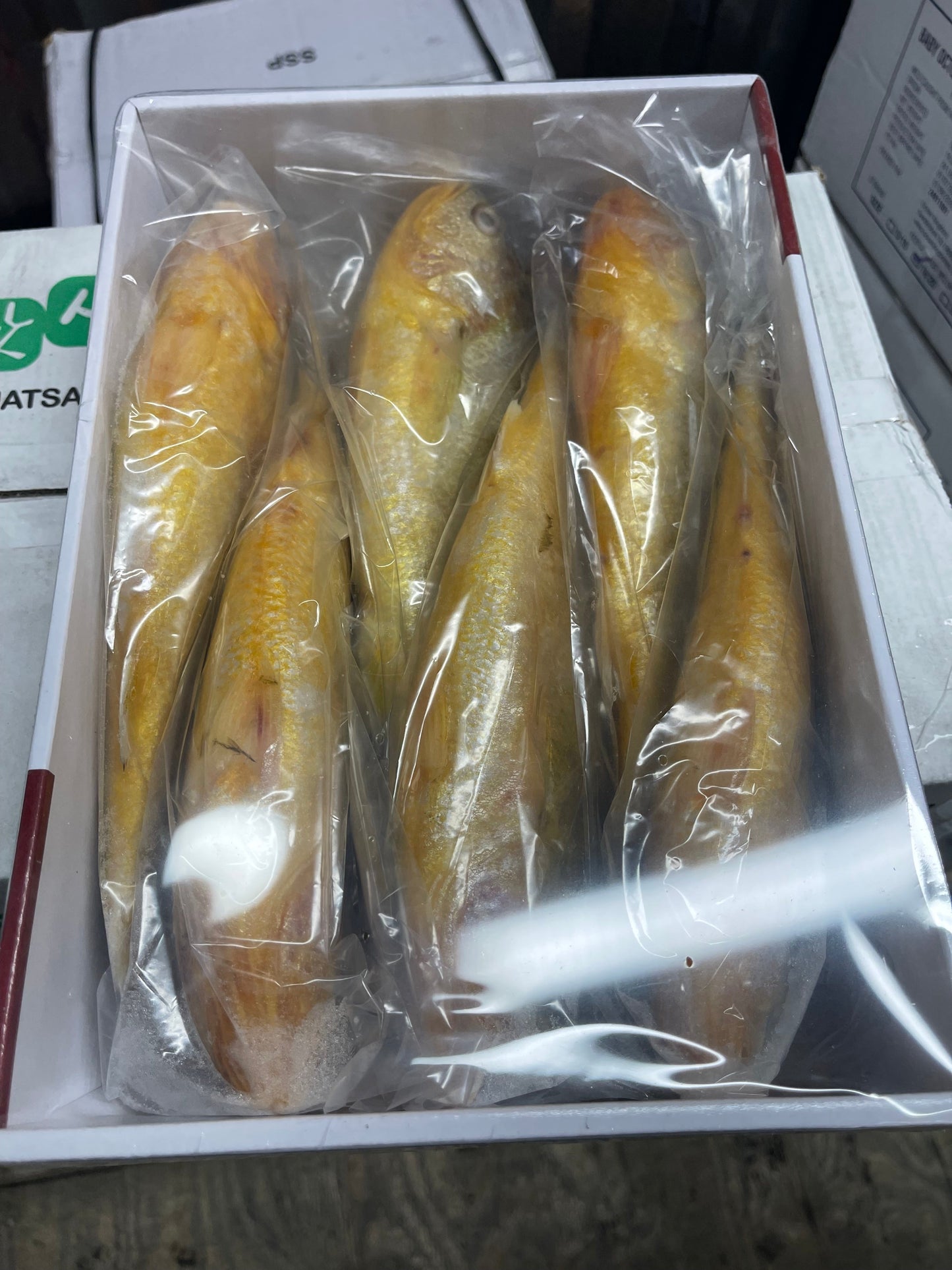 Yellow Croaker (200-300 4#)_참조기