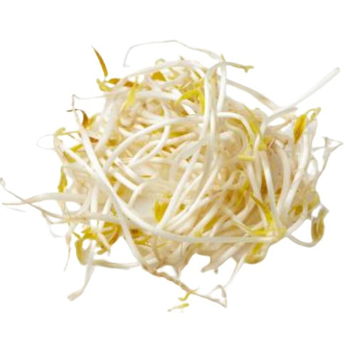 Mung Bean Sprout (10LB)_Sakura