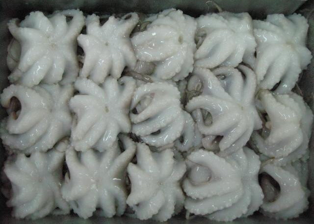 Baby Octopus (16/25, 12X2LB)