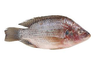 TILAPIA FILLET 7/9 OZ 10LB