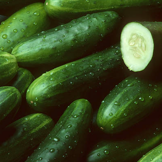 American Cucumber, 미국 오이