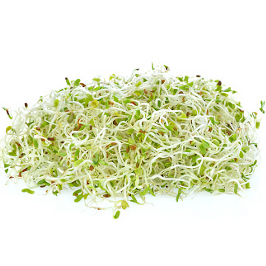 Alfafa sprouts, 알파파