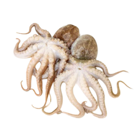 Baby Octopus (16/25, 12X2LB)