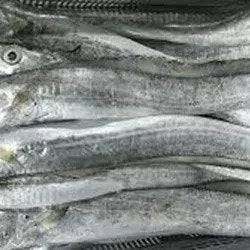 Beltfish (1000up, 22LB), 갈치
