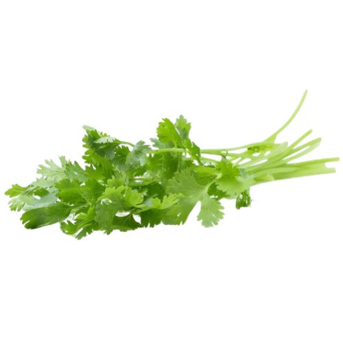Cilantro