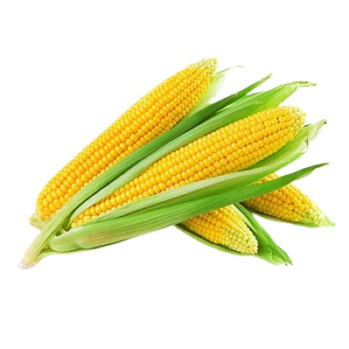 Corn, Yellow (USA)