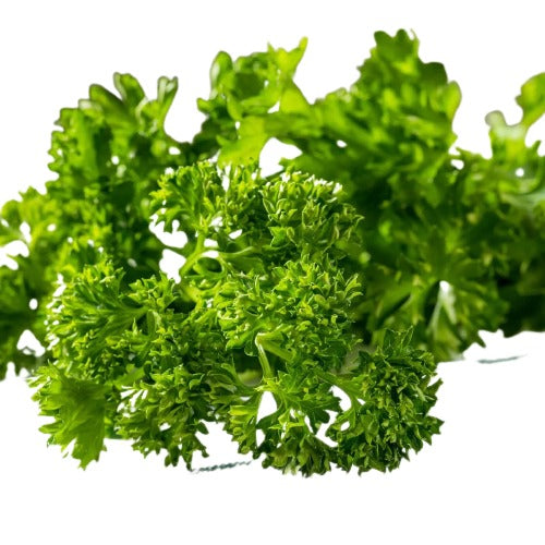 Curly Parsley, 곱슬 파슬리