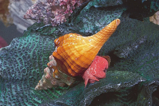 Copy of Frozen European Conch - Cleaned, Fully Cooked,35 Lb Box