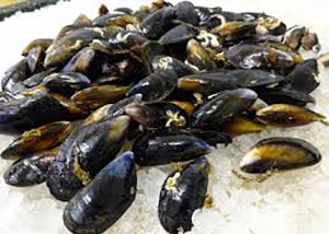 Fresh Mussel