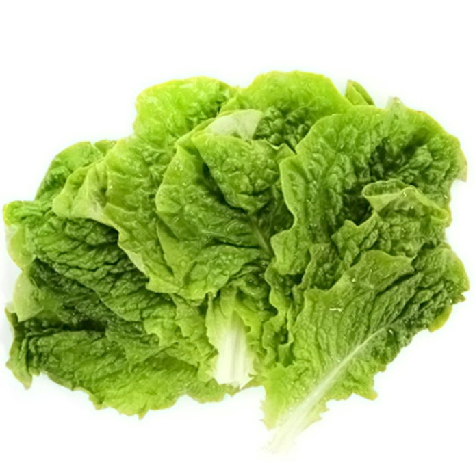 Green Leaf Lettuce, 24CT, 상추