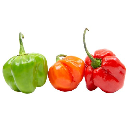 Pepper Habanero orange (usa)