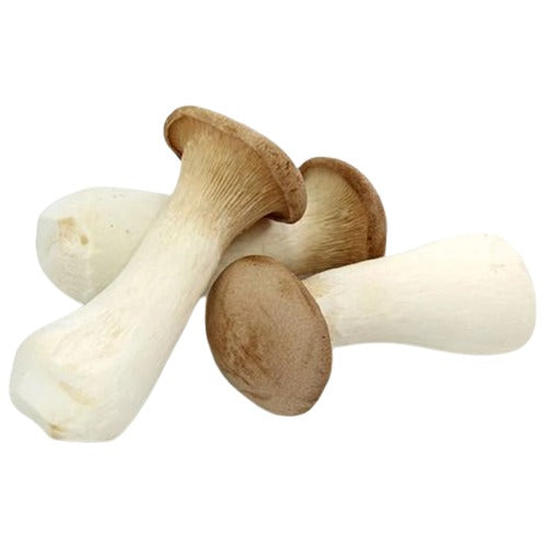 King Oyster Mushroom Bulk