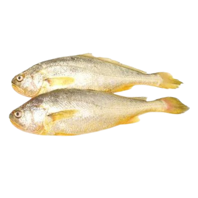 PolarBird Yellow Croaker 200-300, 알배기 조기