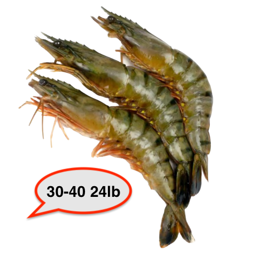 Shrimp 30/40 HOSO 24lb, 새우