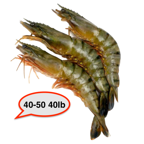 Shrimp 40/50 HOSO (40lb)/cs Ecuador