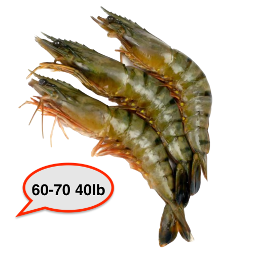 Shrimp 60-70 40lb, 새우