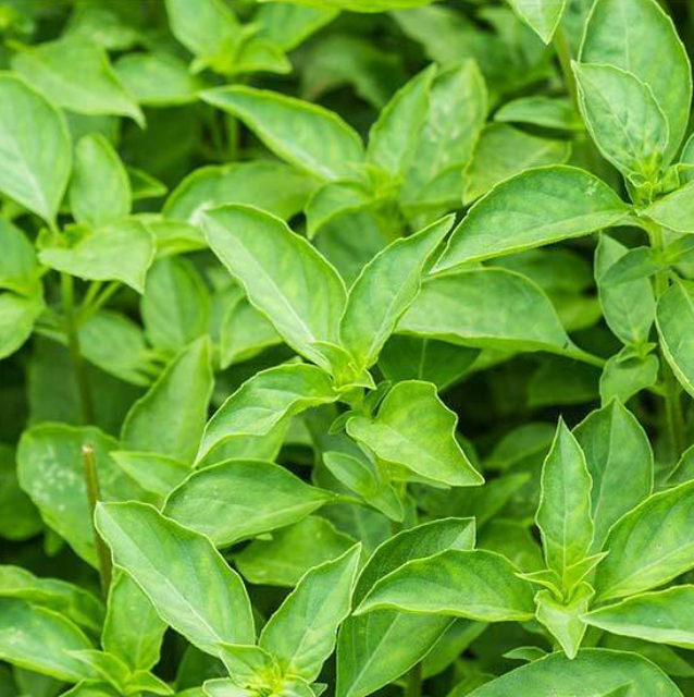 Thai Basil (1Lbs)