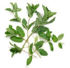 Herb - Mint- 1 Lb