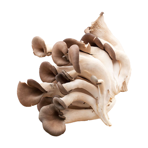 Oyster Mushroom_5lBS