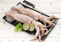 Frozen Squid 400/600_36.5Lbs